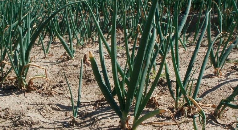 The Cost of Onion Farming in Kenya: A Breakdown for 2024