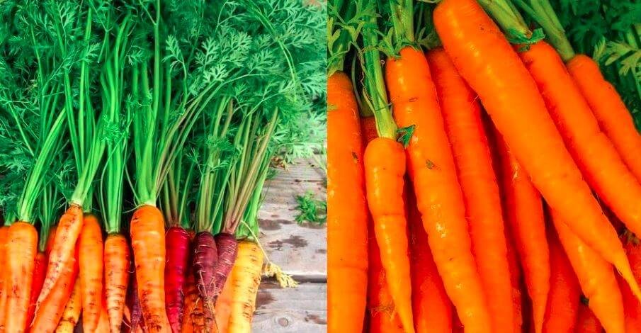 carrot farming in Kenya