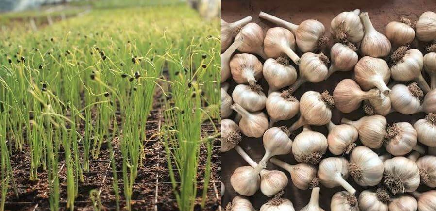 garlic farming in Kenya